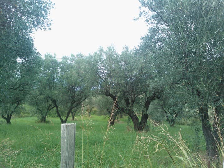 Terreno agricolo