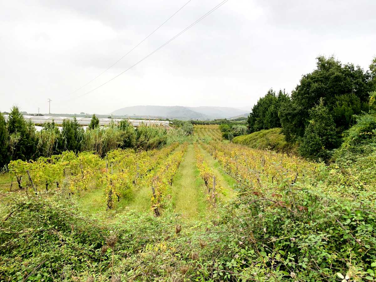 Terreno agricolo di grande estensione