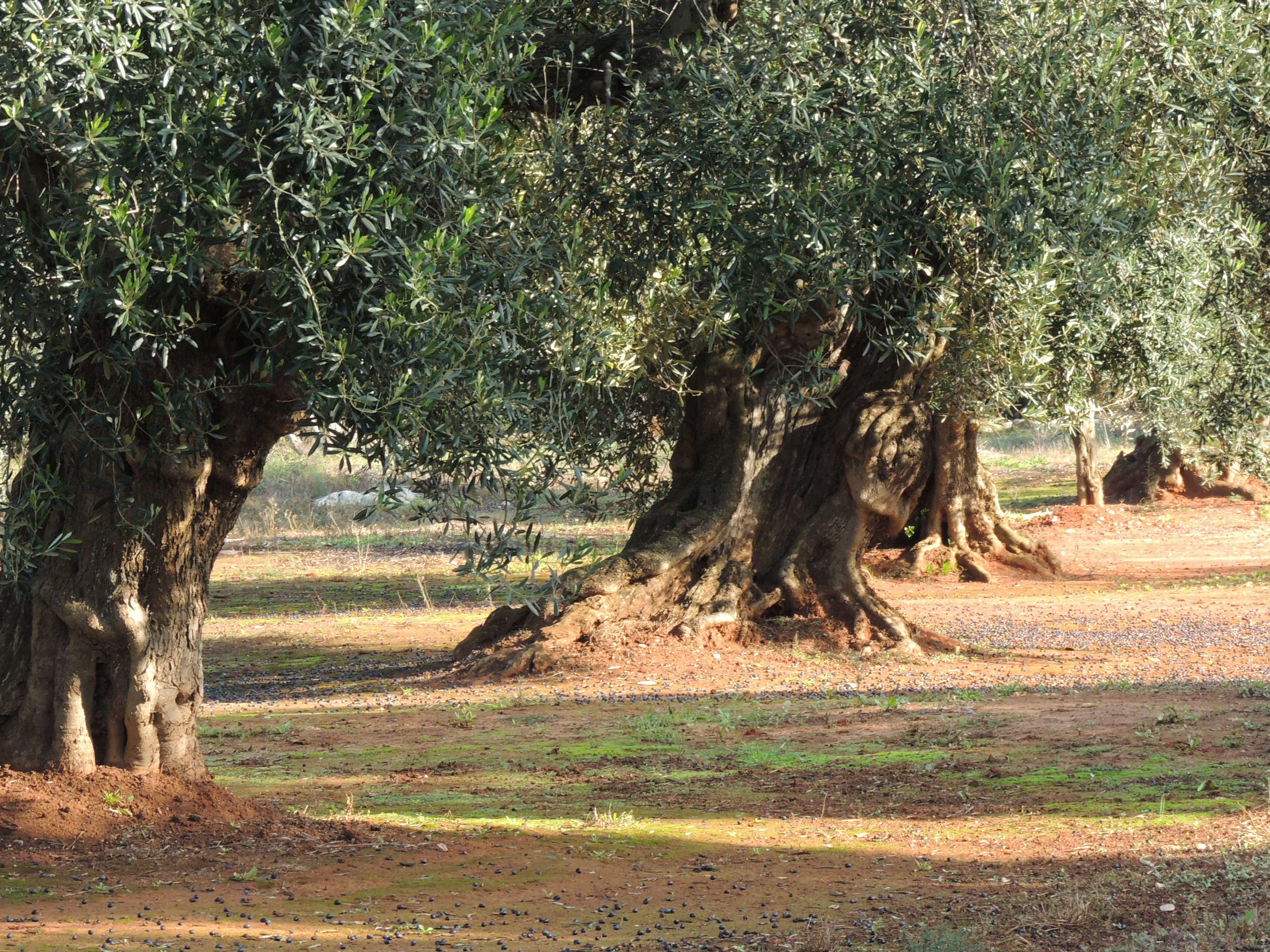Terreno agricolo